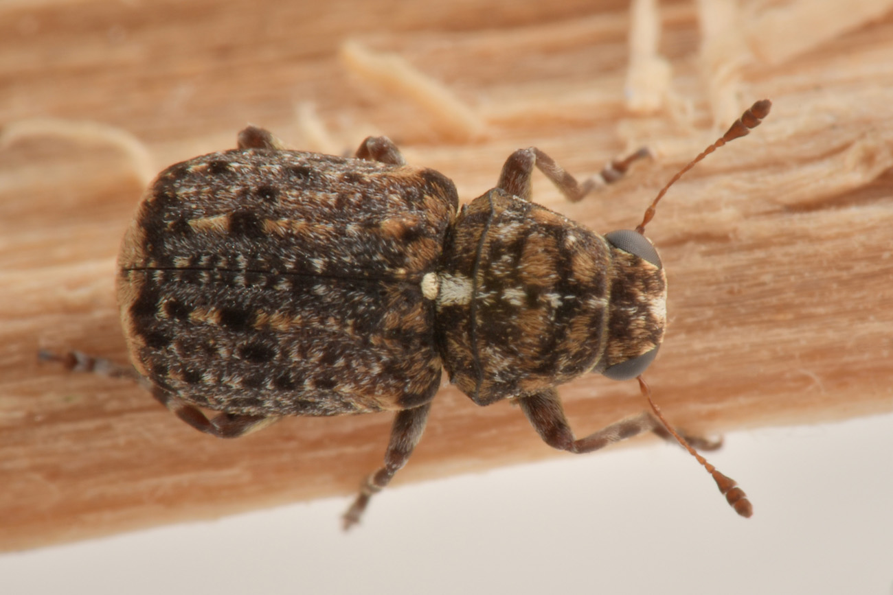 Anthribidae: Dissoleucas niveirostris?  S !
